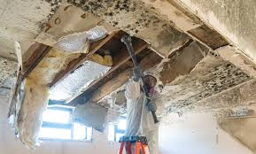 Why You Should Choose Our Mold Remediation Services in Placeholder8